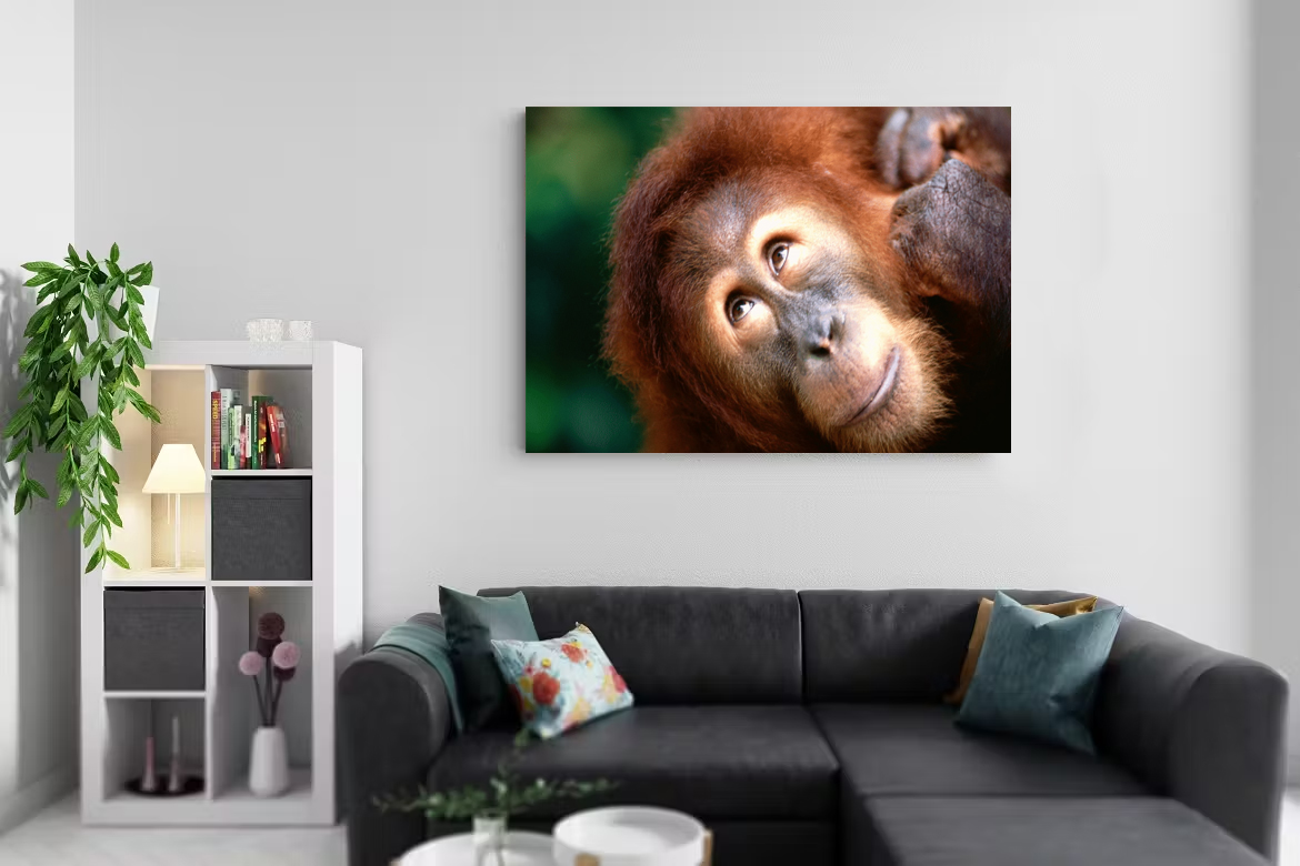 Orangutan%20Tasarımlı%20Dekor%20Kanvas%20Tablo